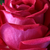 Roza - Vrtnica čajevka - Anne Marie Trechslin